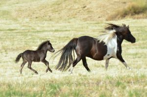 Flair & Filly Foal P 2014_v2